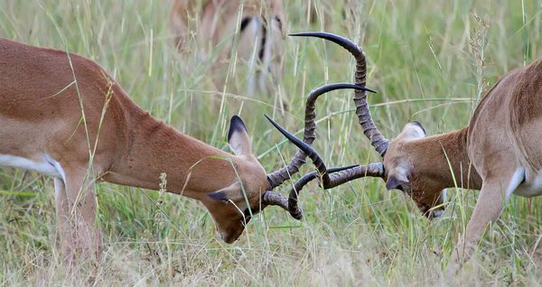 Benchmarking Impala on Kudu vs Parquet
